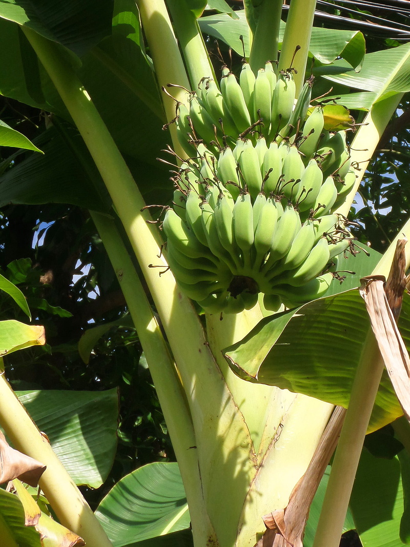 tropical, healthy eating, bananas, leaves, growth, outdoors, nature, tree, plant part, fruit, sunlight, close-up, growing, beauty in nature, bunch, leaf