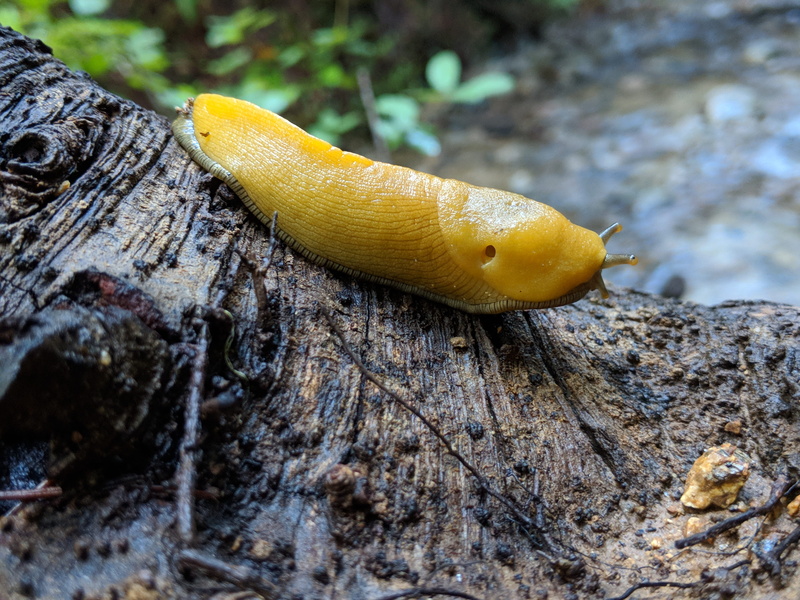 crawling, no people, tree, slug, plant, invertebrate, wood - material, undergrowth, animal themes, outdoors, close-up, day, gastropod, focus on foreground