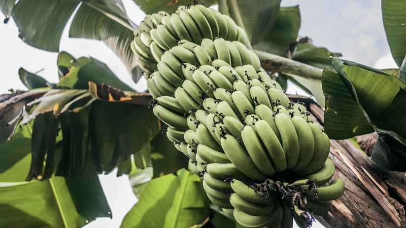 freshness, green, plant part, day, fruit, green color, wellbeing, ripe, tree, unripe, no people, banana, bunch, banana tree, tropical fruit, outdoors, healthy eating
