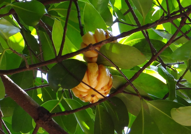 forest, green color, leaf, Garcinia Cambogia, banana, close-up, garcinia gummi-gutta, fruit, tamarind, flowering plant, leaves, brindleberry, freshness