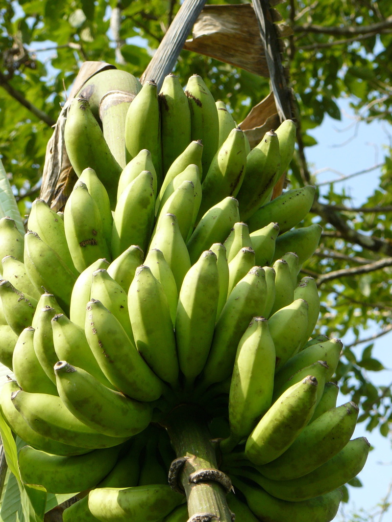 2K, tropical, day, green color, organic, low angle view, banana, food and drink, freshness, fresh, plant, wellbeing, produce, natural, bananas, nature