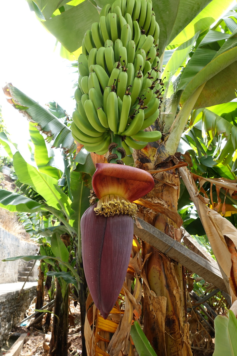 healthy eating, no people, plant part, bunch, food, tree, wellbeing, nature, food and drink, leaves, madeira, banana tree, day, leaf, freshness, agriculture