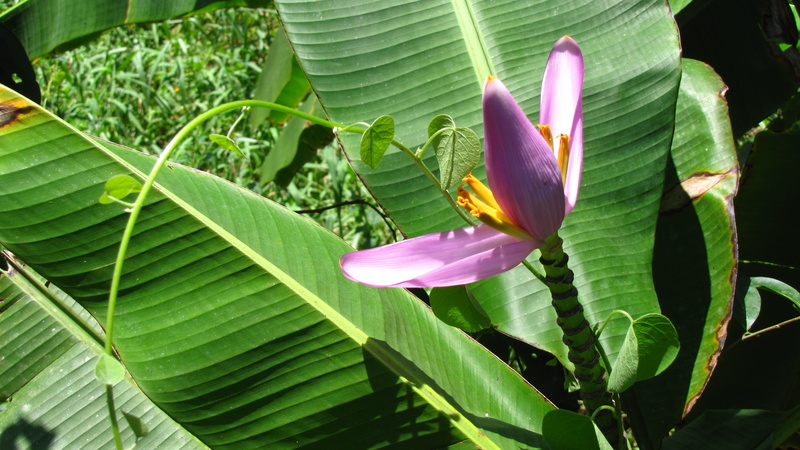 flower head, close-up, leaves, Flower, flower, leaf, nature, no people, green color, vulnerability, plant, banana tree, inflorescence, plant part, 4K