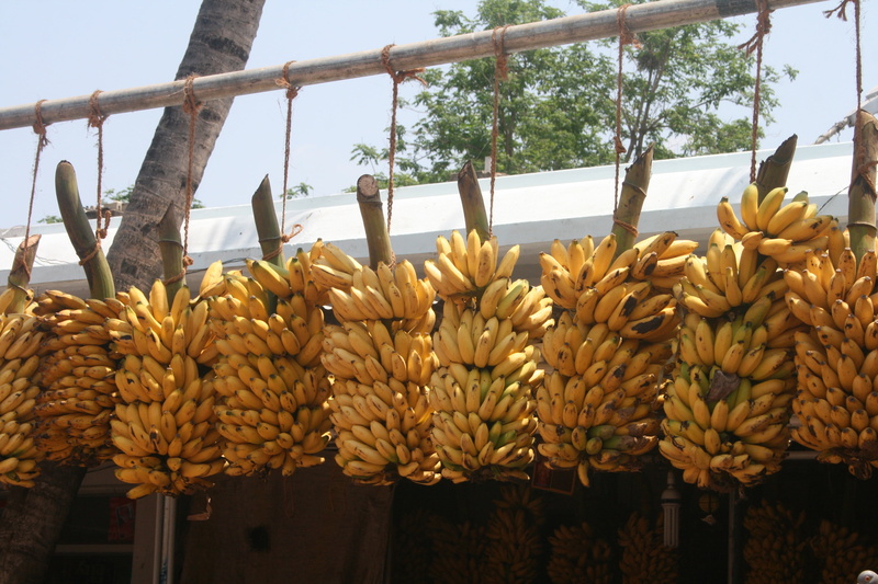 low angle view, no people, growth, beauty in nature, bunch, tasty, indian bananas, yellow, day, indian, 4K, nature, food, plant, nutrition, barrier, fruit