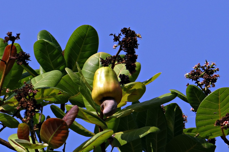 low angle view, beauty in nature, green color, ripe, Fruit, day, mango family, nature, flower, plant part, healthy eating, freshness, outdoors, yellow