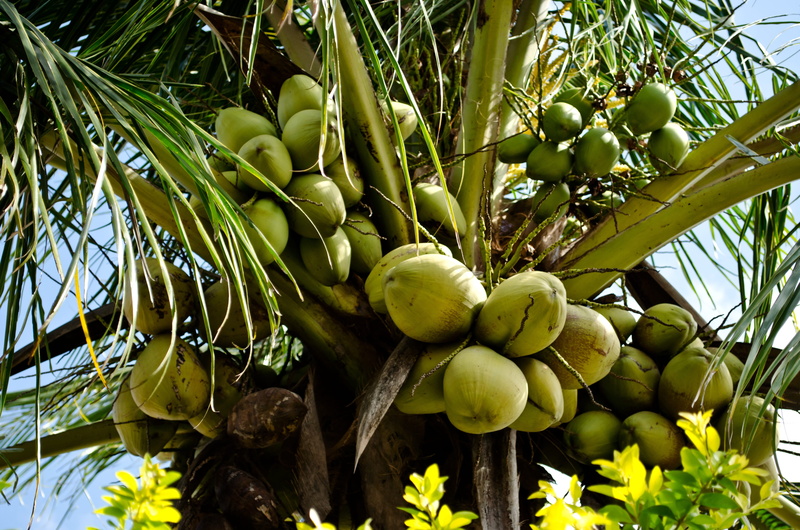 tropical climate, outdoors, plant part, tropical tree, Palm Tree, freshness, ripe, coconut, Palma, fruit, food and drink, growth, healthy eating, tropical fruit