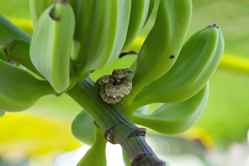focus on foreground, food, wildlife, food and drink, plant, 5K, banana, day, tree, flower, animal wildlife, outdoors, banana tree, animals in the wild