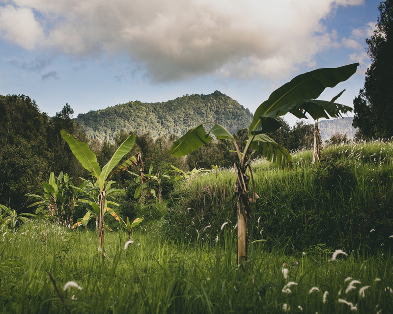 tranquility, bali, green color, outdoors, beauty in nature, growth, grassland, sky, green, plant, tranquil scene, clouds, palms, scenics - nature, tree