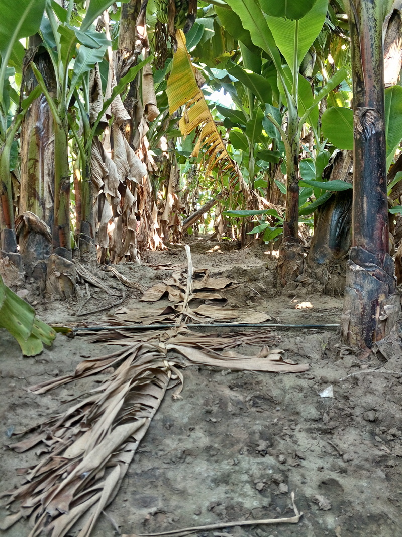 village, plantation, day, 4K, banana, nature, tranquility, green, trunk, agriculture, environment, outdoors, growth, leaves, tree trunk, plant part, farm