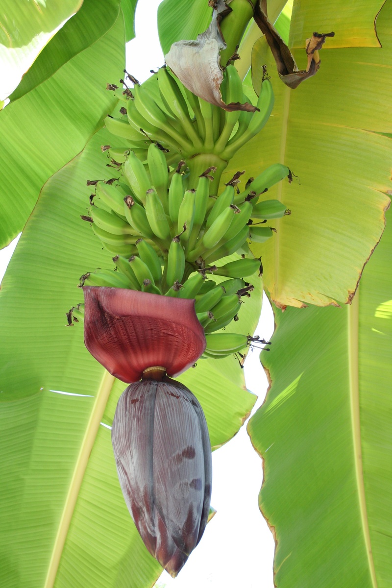 freshness, tropics, flowering plant, nature, blooms, wellbeing, growth, outdoors, banana tree, fruit, 2K, green color, leaf, food, leaves, plant part