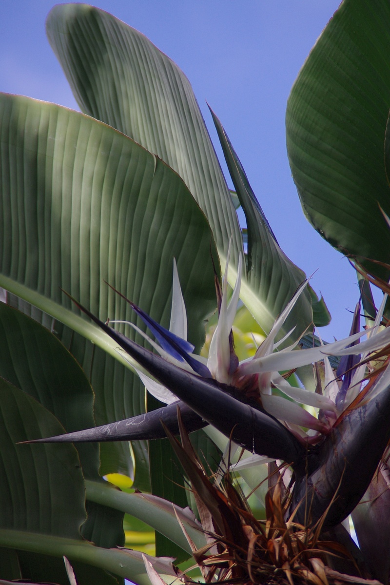 tree, palm Tree, leaf, fragility, inflorescence, low angle view, close-up, flower, beauty in nature, tropical, tropical Climate, tropics, blossom, no people