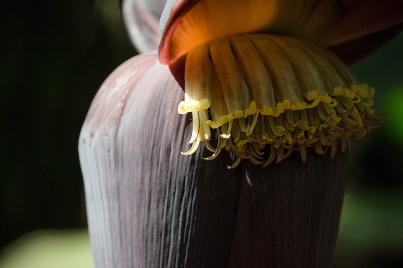 healthy, focus on foreground, delicious, food, garden, plantation, budding, food and drink, vegetable, flowers, no people, tropical, farm, close-up, single object
