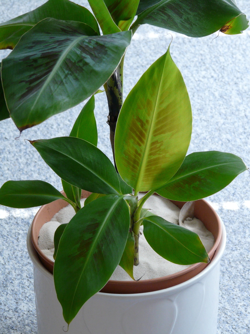 glass, banana, food, banana tree, freshness, drink, close-up, green Color, banana shrub, green, leaves, young, directly above, no people, beauty in nature