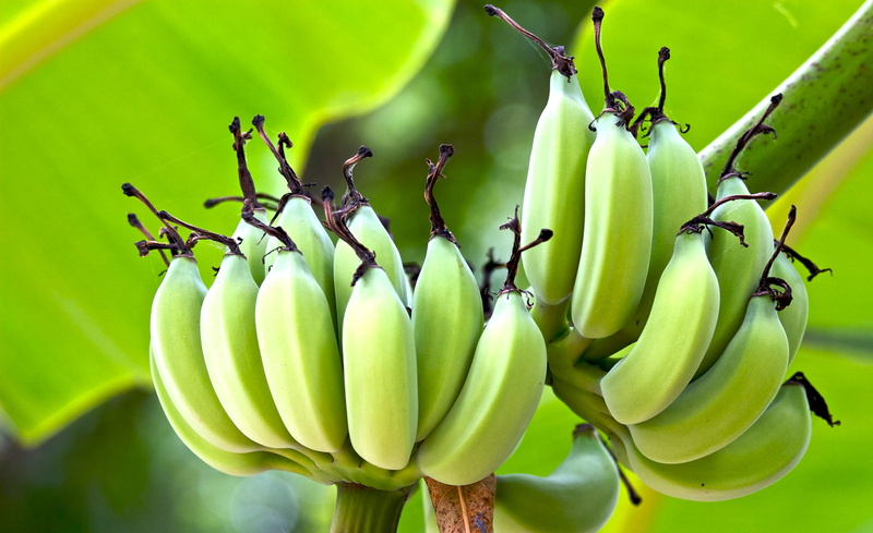 tree, bunch, healthy eating, fruit, shallow, banana tree, wellbeing, day, focus, nature, 2K, outdoors, plant, no people, banana, photography, food and drink