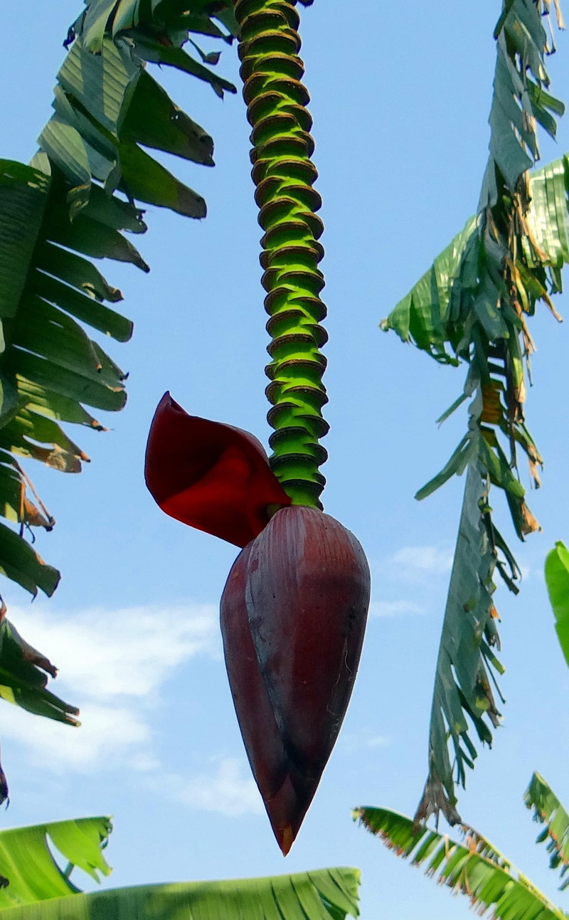 plant, blossom, outdoors, seedpod, no people, flower, green color, low angle view, plant part, banana, seed, banana tree, india, tree, day, close-up, 1080P