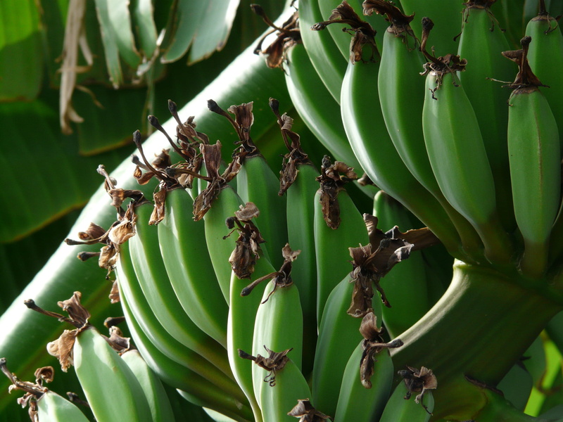 delicious, food and drink, green, leaf, wellbeing, leaves, bananas musa, dessert banana, ripe, Bananas, freshness, Banana, musaceae, outdoors, organic
