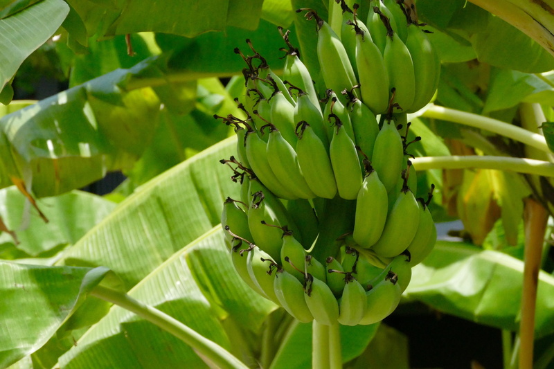 tree, agriculture, growth, bunch, fruit, leaf, banana, dessert banana, plantation, freshness, plant part, food, food and drink, unripe, no people, plant