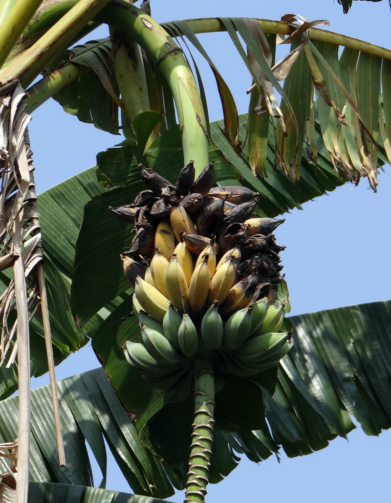 outdoors, food and drink, musa acuminata, clear sky, ripe, unharvested, fruit, 2K, food, seedy, wild banana, plant, green color, leaf, flower, nature