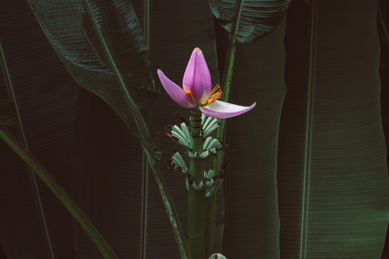 water lily, green color, flora, petal, exotic, botany, lotus water lily, growth, green, close-up, plant part, banana thousand kisses, day, flower head