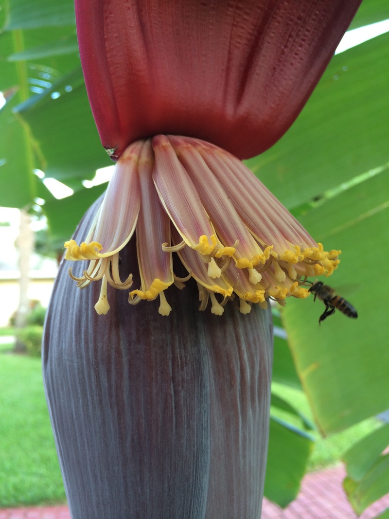 beauty in nature, animals in the wild, day, food, growth, close-up, nature, banana, pollen, flower head, flower, freshness, fruit, inflorescence, plant