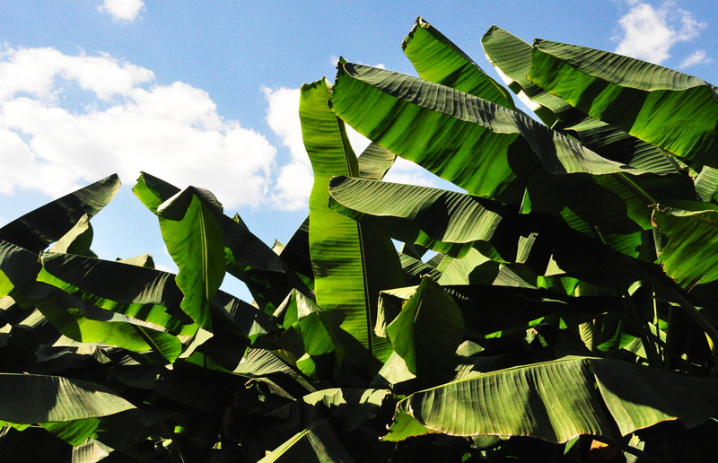 beauty in nature, plant part, green color, day, leaf, Banana, tranquility, growth, 4K, sunlight, banana tree, vegetable, banana, White Cloud, nature, leaves