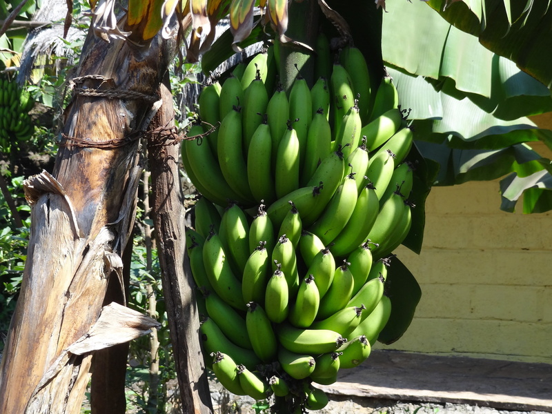 ripe, outdoors, banana Tree, nature, freshness, organic, tree, bunch, hanging, day, wellbeing, tropical Climate, food, green, plant, growth, healthy Eating