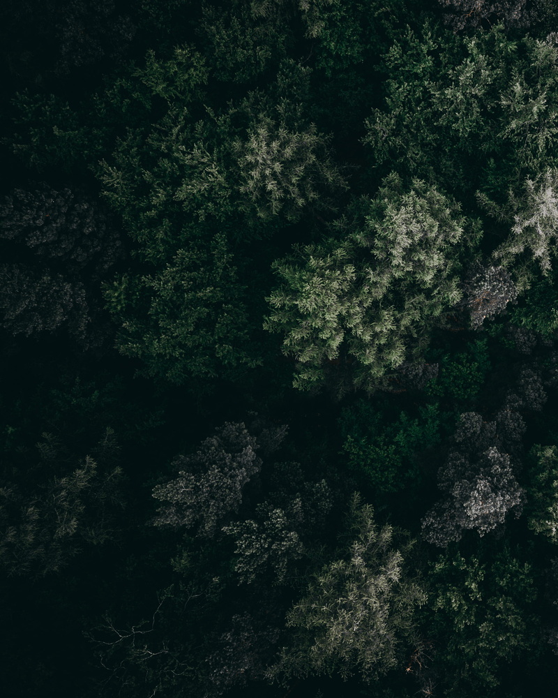 aerial, aerial view, no People, mavic pro, 2K, morning, woodland, scenics, camera, dji, summer, day, view, wanderlust, branch, dark, tree, light - Natural Phenomenon