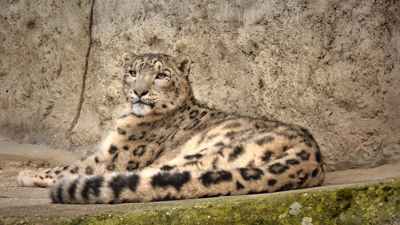 wild cat, snow leopard, 1080P, snow, IRBIS, leopard, predator, stay, rocks
