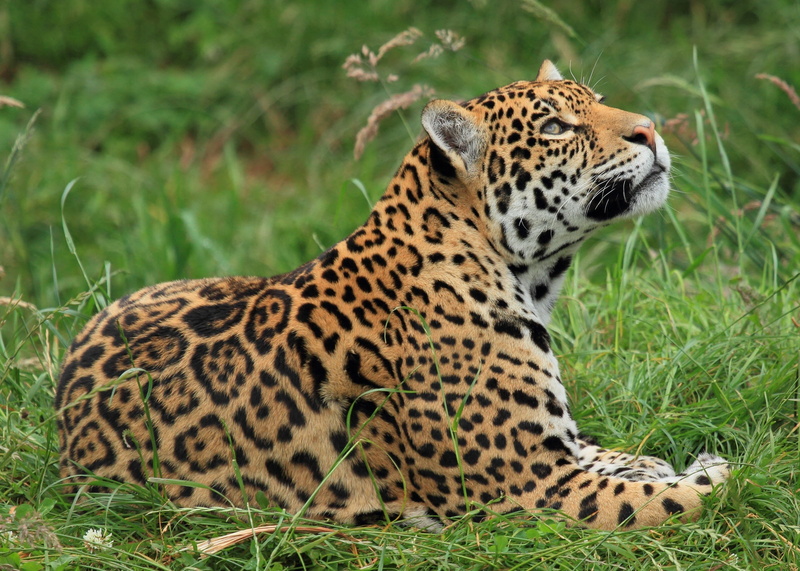 wild cat, grass, stay, profile, 2K, Jaguar, look up
