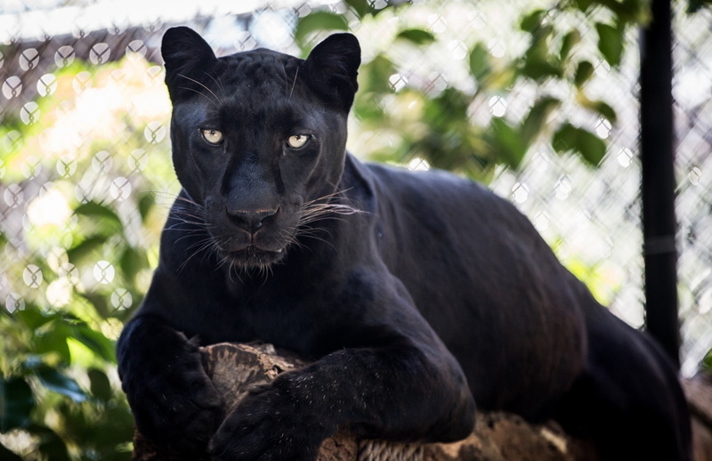 mammal, staring, carnivore, undomesticated Cat, lies, large, animal Head, day, © James Scott, wild cat, looking, animal themes, whisker, vertebrate, pets