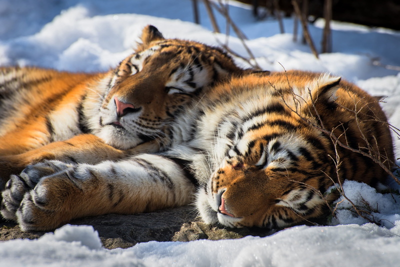 whisker, two tigers, winter, tiger, nature, sleeping tigers, big cat, pair, field, tigers, wild cat, stay, mammal, animal, relaxation, animal wildlife