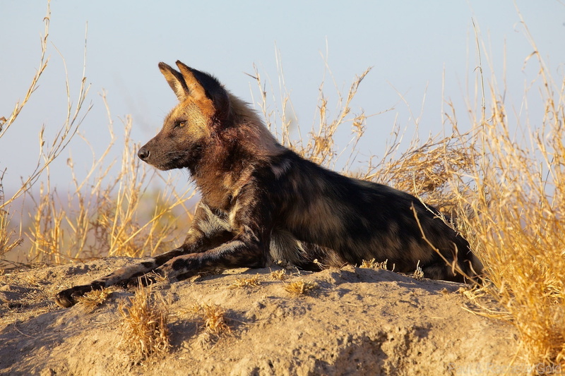 stay, Africa, the African wild dog, 1080P, African wild dog, profile, lies, predator