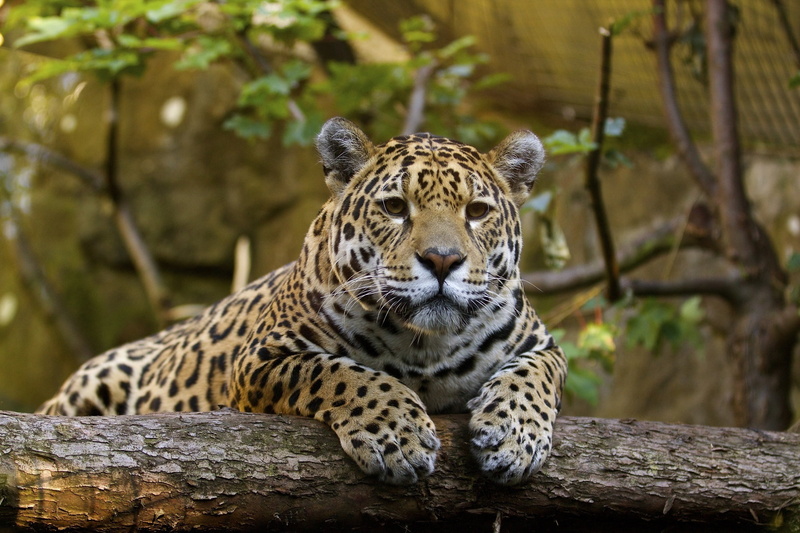 wild cat, animal markings, feline, vertebrate, big cat, zoo, relaxation, focus on foreground, carnivora, undomesticated cat, nature, one animal, predator