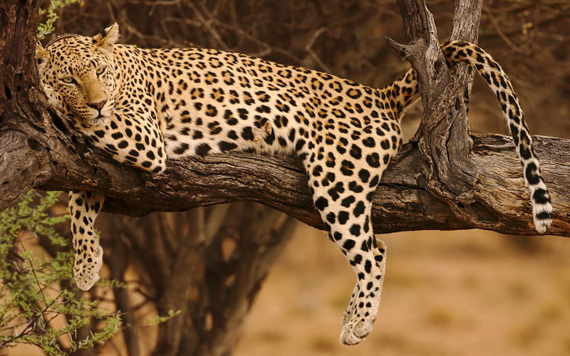 relax, wild cat, 1080P, snag, tail, stay, leopard, tree, paws