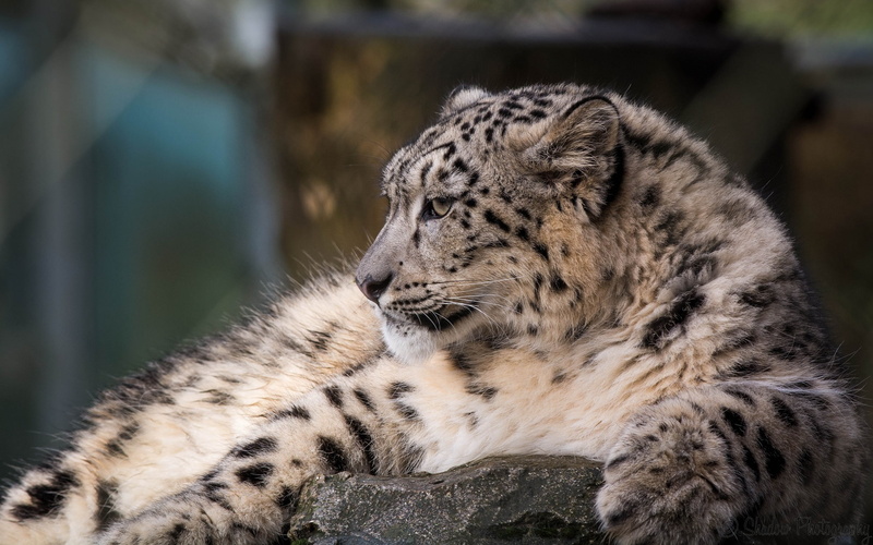 predator, profile, stay, 1080P, bars, IRBIS, fur, wild cat, snow leopard