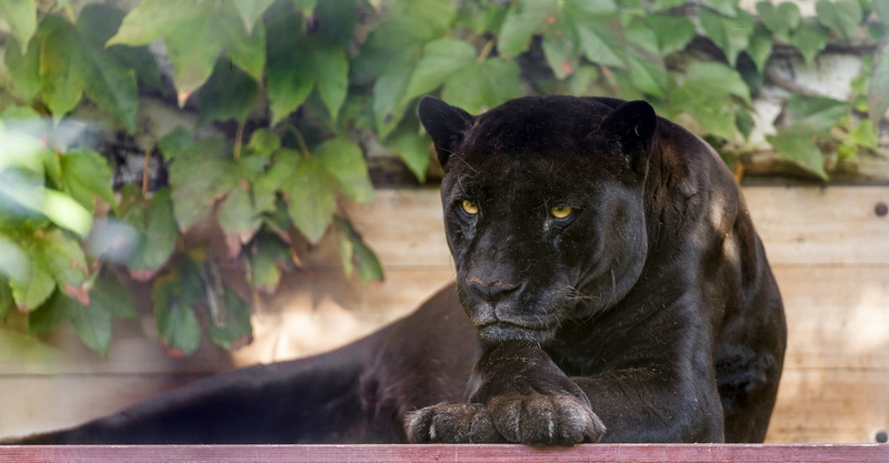 paws, 1080P, foliage, face, Panther, black Jaguar, stay, predator, wild cat