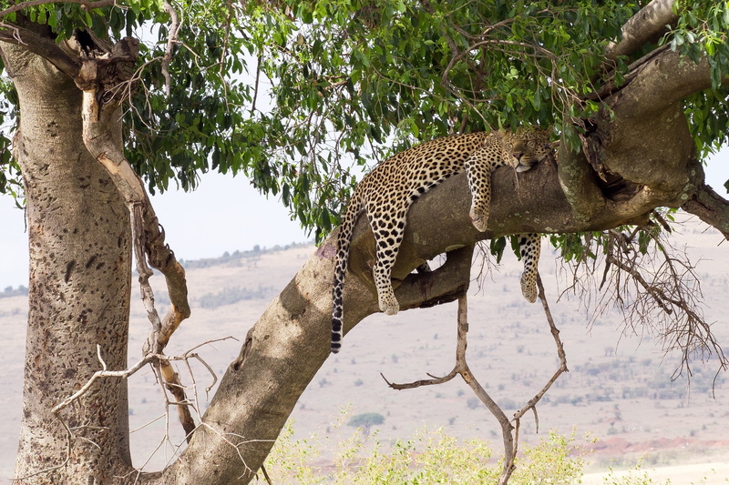 sleep, on the tree, predator, 1080P, wild cat, stay, lies, leopard