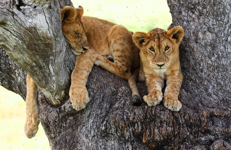 lies, bark, pose, lion, background, sleeping, look, 1080P, stay, midges, sleep, tree, paws, trunk, kids, wild cats, face, the cubs, cats, two lion, mils