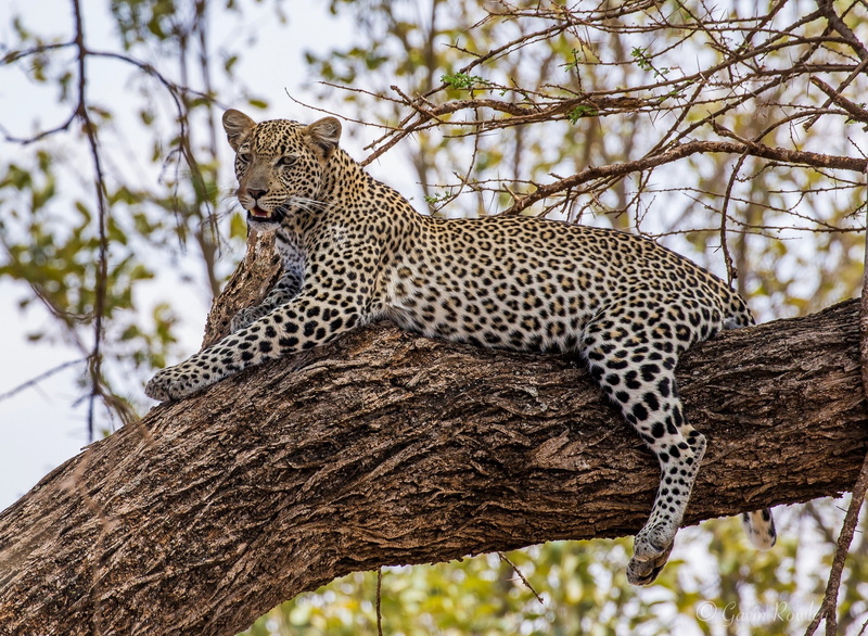 lies, on the tree, stay, predator, 1080P, leopard, wild cat