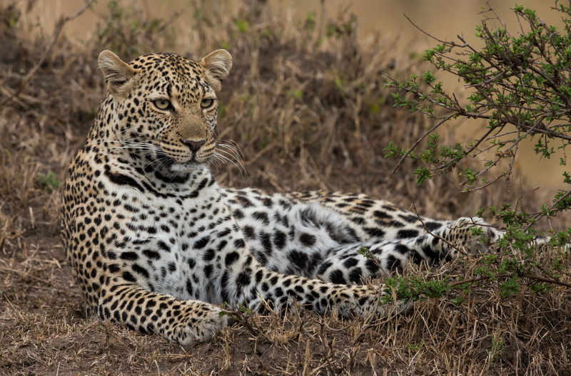 Masai Mara, Kenya, stay, leopard, 4K, wild cat