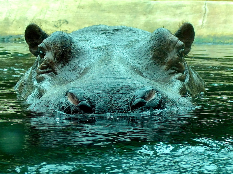vertebrate, lake, animal world, close-up, large, animals, wildlife, animal wildlife, animal, animal themes, safari Animals, stay afloat, water, day, africa