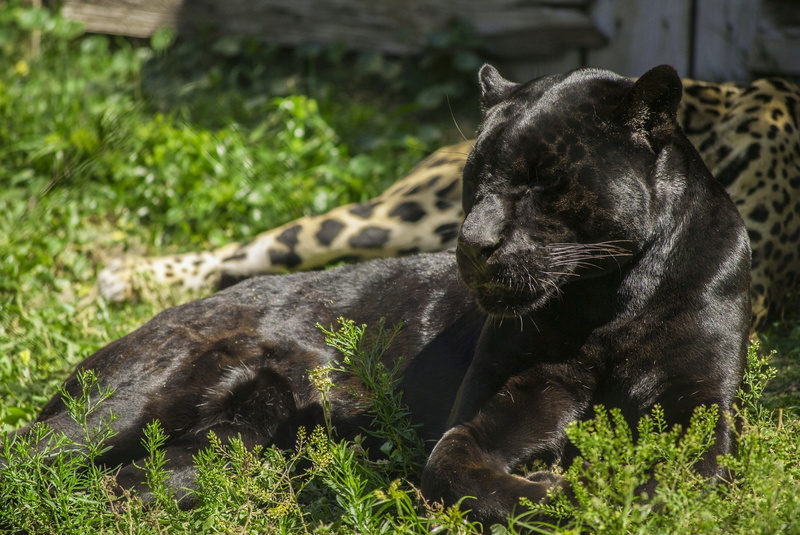 animals in the wild, jaguar, animal wildlife, wild cat, stay, one animal, light, nature, field, black, whisker, carnivora, relaxation, vertebrate, pets