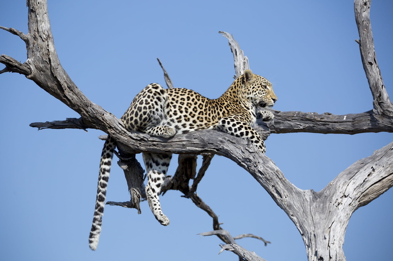 wild cat, leopard, Africa, on the tree, stay, 1080P, predator, lies
