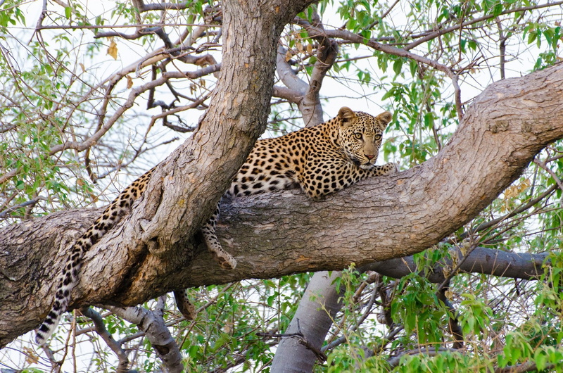 1080P, observation, stay, lies, wild cat, on the tree, leopard, predator