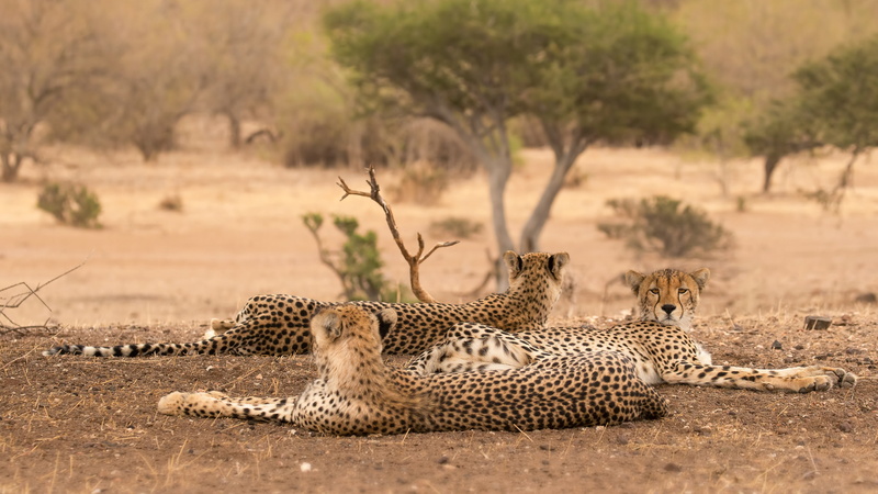lie, nature, cheetahs, 4K, stay, pose, tree, trio, Cheetah, three, wild cats