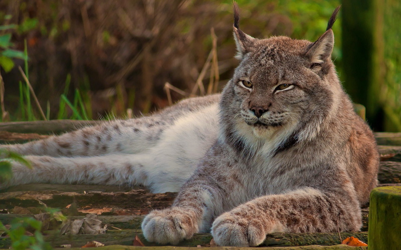 lynx, stay, canadian, look, 2K, paws, looks, wild cat, proud, face, lies