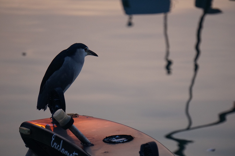 penguin, joyful, water, dom, wildlife, outdoors, relax, looking, perching, travel, sky, cute, boat, shadow, close-up, break, happy, stay, river, sunrise