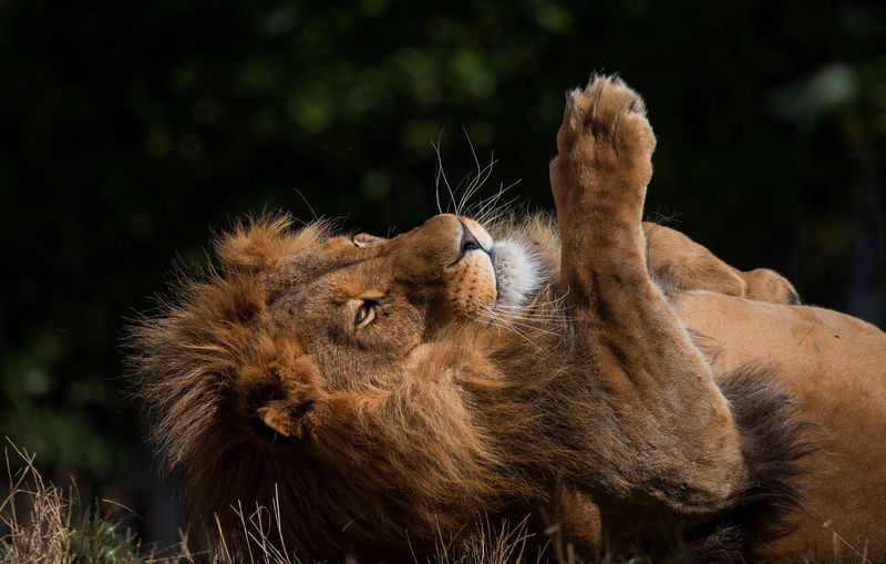 summer, lies, stay, mane, background, grass, nature, wild cat, pose, Leo, paw, 4K, the dark background, bokeh