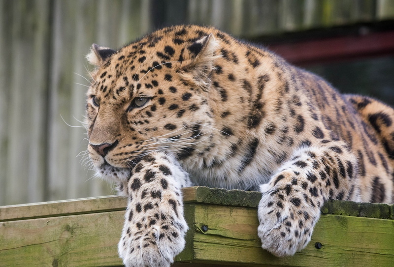 wild cat, face, the Amur leopard, stay, 1080P, predator, paws