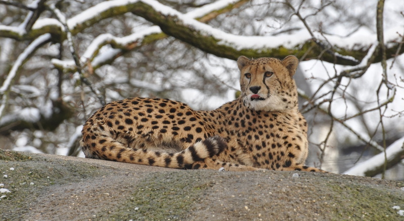 outdoors, animal wildlife, day, no people, mammal, undomesticated cat, tree, 1080P, one animal, zoo, nature, carnivora, Cheetah, animal themes, relaxation